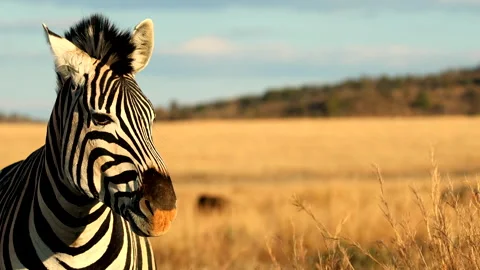 Close-up on face of lone Burchell's zebra resting in sunset rays in veld Stock Footage 313041370