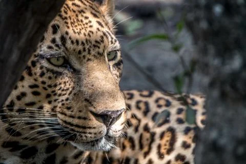 Close up of the face of a male Leopard. Stock Photos