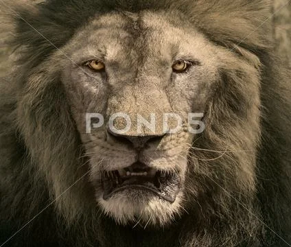 Close up face of male lion dangerous african safari animals king of wildernes Stock Photos
