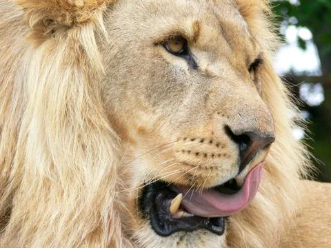 Close up of the face of a male lion Stock Photos