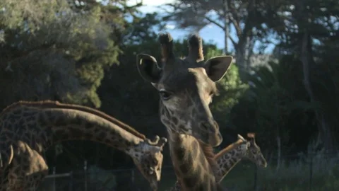 Close up face of masai giraffe Stock Footage 78032310