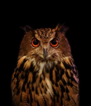 Close up face of owl on black Stock Photos