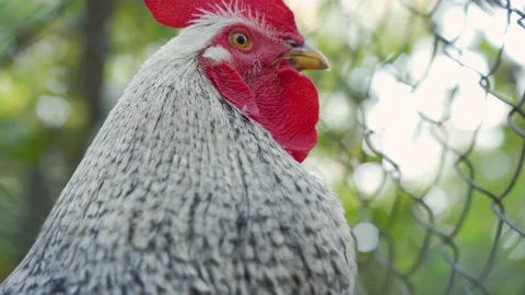 Close up face portrait of big white and black cock with on green background  Stock Footage 155655524