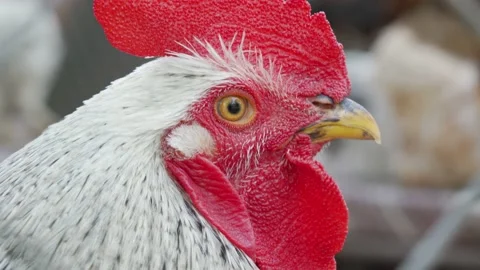 Close up face portrait of one white and black rooster look at camera. Bird farm Stock Footage 155654785