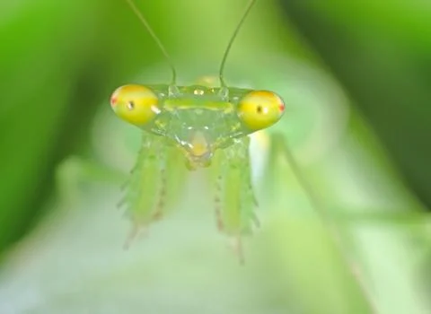 Close up Face of Praying Mantis Isolated on Nature Background Stock-Fotos