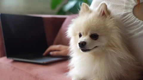 Close-up face of pretty miniature spitz pet dog sitting near unrecognizable 스톡 동영상 165968935