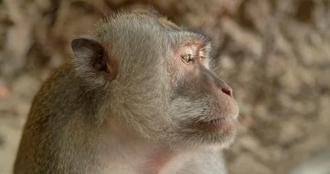 Close up face profile of monkey, Bali, Indonesia, 4k Stock Footage 122162203