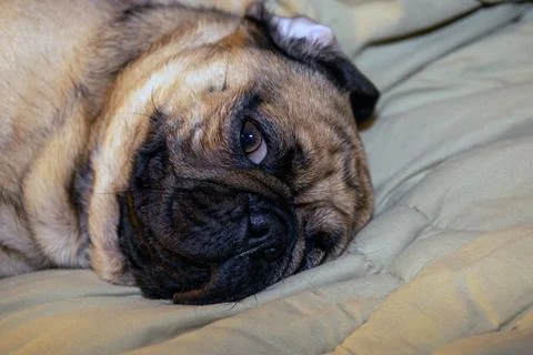 The close-up face of a Pug Stock Photos