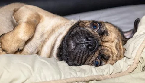 The close-up face of a Pug Stock Photos