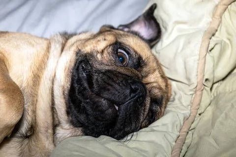 The close-up face of a Pug Stock Photos