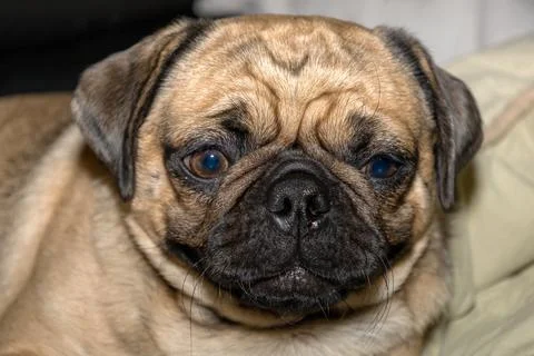 The close-up face of a Pug Stock Photos