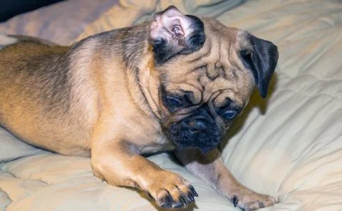 The close-up face of a Pug Stock Photos