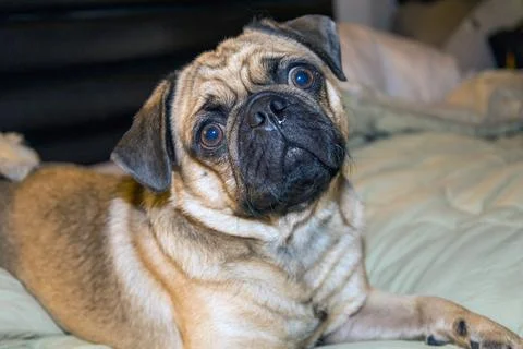 The close-up face of a Pug Stock Photos