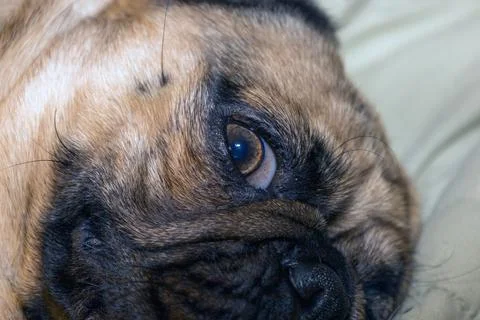 The close-up face of a Pug Stock Photos