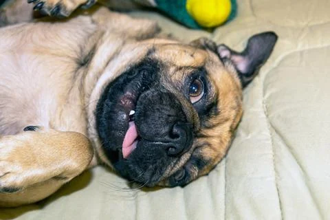 The close-up face of a Pug Stock Photos