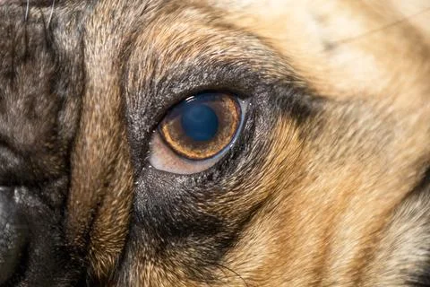 The close-up face of a Pug Stock Photos
