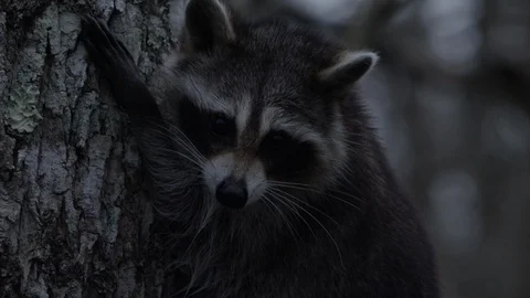 Close up face raccoon in tree Stock Footage 103177335
