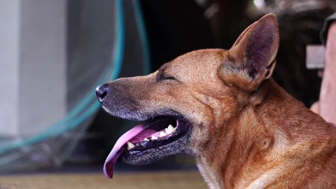 Close-up face of red dog panting after a long play. Stock Footage 129214439