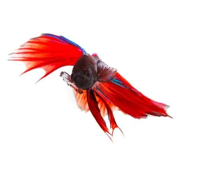 Close up face of red thai betta fighting fish with full beautiful fin and tai Stock-Fotos
