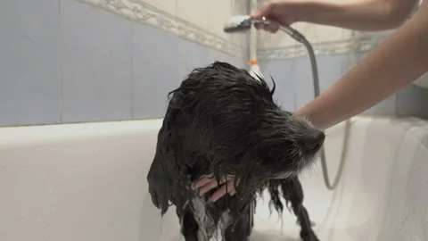 Close-up of the face of a sad dog that is washed in a white bath at home. A 스톡 동영상 126043017