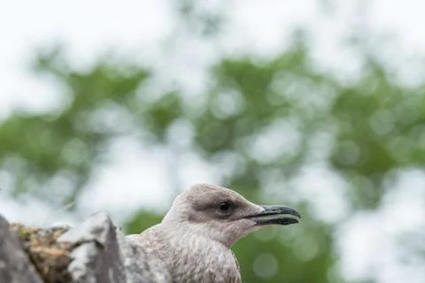 A close-up of the face of a seagull Stock Photos