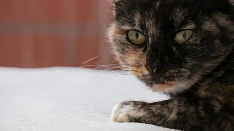 Close up on face of senior tortoiseshell cat looking at camera and in several Stock Footage 103178691