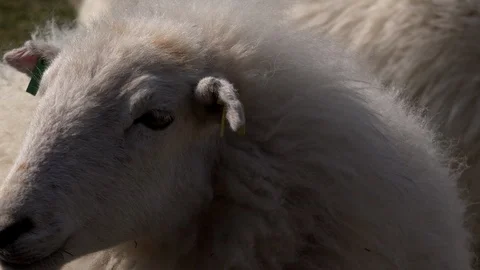 Close up of face of sheep in field farming livestock wool UK England 4K Video stock 106537835