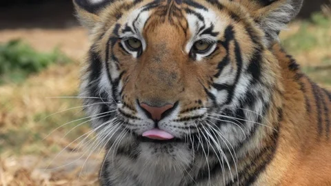 A close-up face shot of a captive Royal Bengal Tiger licking its chops. Stock Footage 263738958