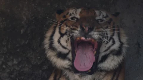 A close-up face shot of a captive Royal Bengal Tiger yawning and licking Stock Footage 263739002