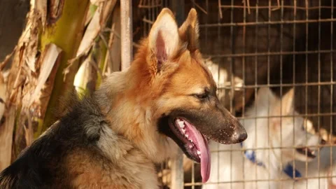 Close face shot of German shepherd, German shepherd face view 動画素材 150714481