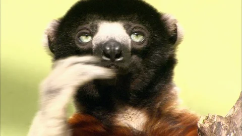 Close up of face of Sifaka Lemur Video stock 95600954