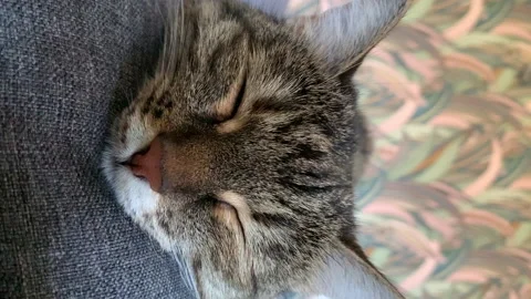 Close-up face of sleeping fluffy kitten cat lying on gray comfy sofa in cozy Video stock 225482822