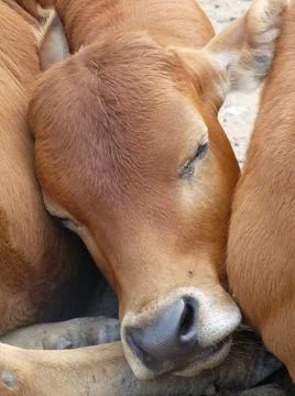 Close up of face of sleeping light brown calf nestled between two more Foto stock