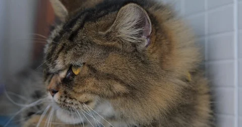 Close-up face small cat cute pets Stock Footage 86387033