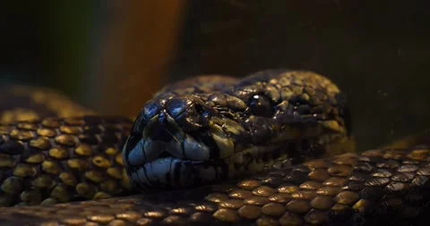 A close-up of the face of a snake returning to its coil in a zoo terrarium. A Stock Footage 256067897