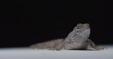 Close up of the face of a spiny tailed lizard in the studio, wildlife, 4k Stock Footage 158162724