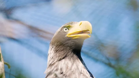 Close-up of face of Steller’s sea eagle turning head in sunlight Stock Footage 156790395