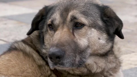 A close-up face of the stray dog with sad eyes lying on an urban sidewalk. Stock-Footage 263968564