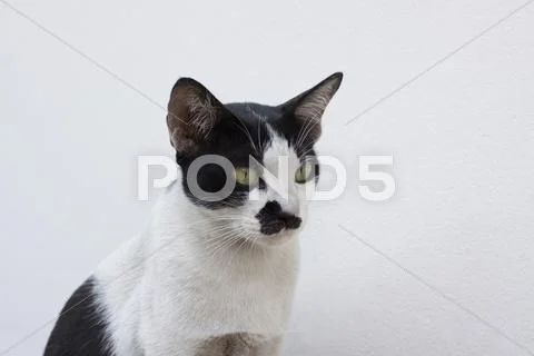 Close up face of thai cat Stock Photos