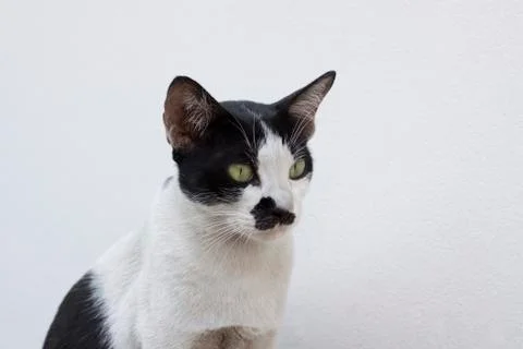Close up face of thai cat 写真素材