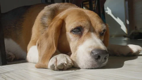 Close up face of a tired dog sleeping on the floor indoor Stock Footage 229051249