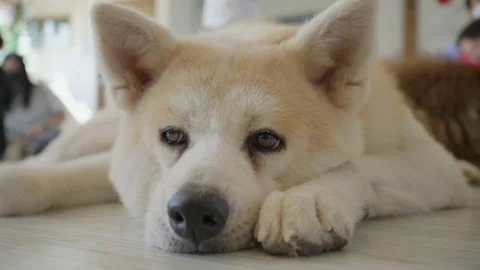Close up face of a tired dog sleeping on the floor indoor Stock Footage 229211857