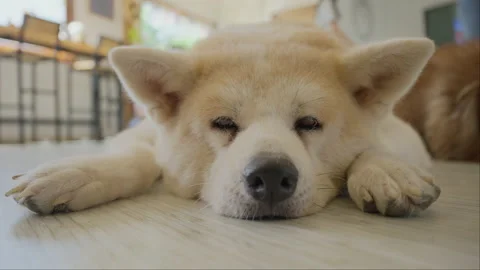 Close up face of a tired dog sleeping on the floor indoor Stock Footage 229212590
