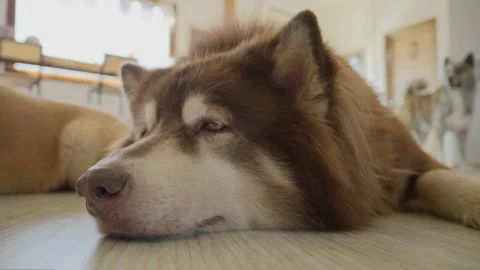 Close up face of a tired dog sleeping on the floor indoor Stock Footage 229212695