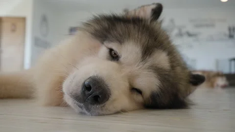 Close up face of a tired dog sleeping on the floor indoor Stock Footage 229214395