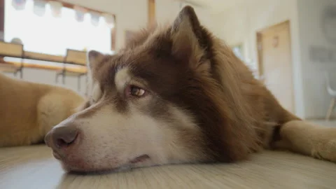 Close up face of a tired dog sleeping on the floor indoor Stock Footage 229221399