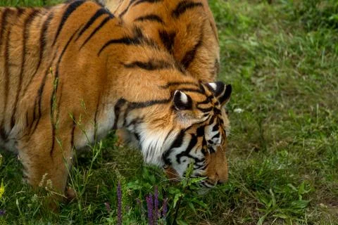 Close-up face two tigers Stock Photos