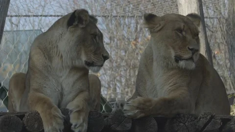 Close up face of two white lion lioness females resting in the zoo Stock Footage 165162870