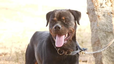 Close face view of black Rottweiler tied with metal rope Vídeo Stock 150714417