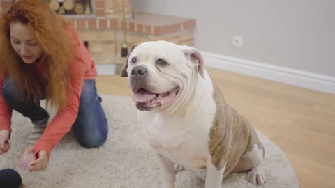 Close-up face of white and brown bulldog sitting on the soft fluffy carpet Stock Footage 119832171